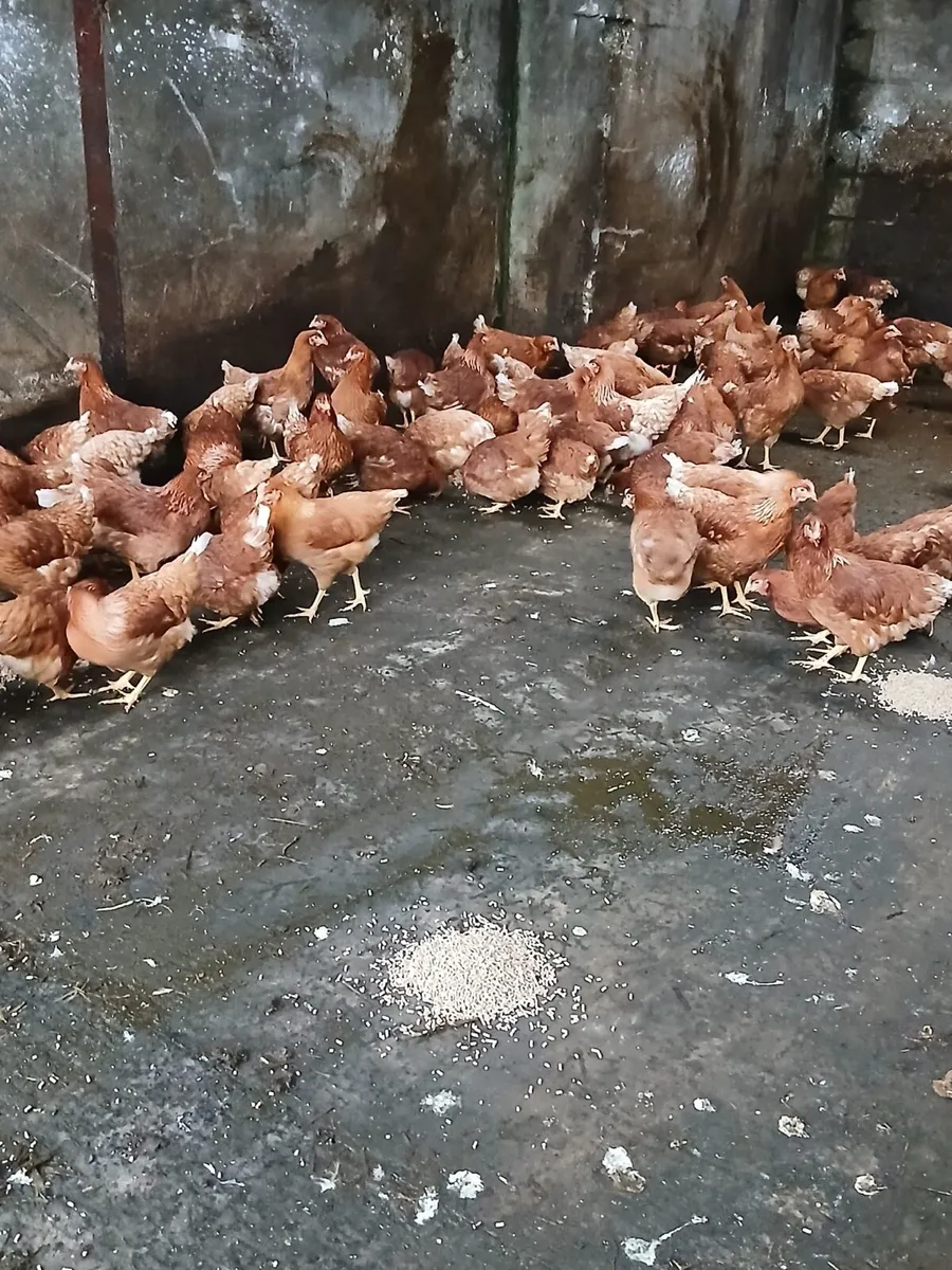 Brown pullets 18/19 weeks - Image 4