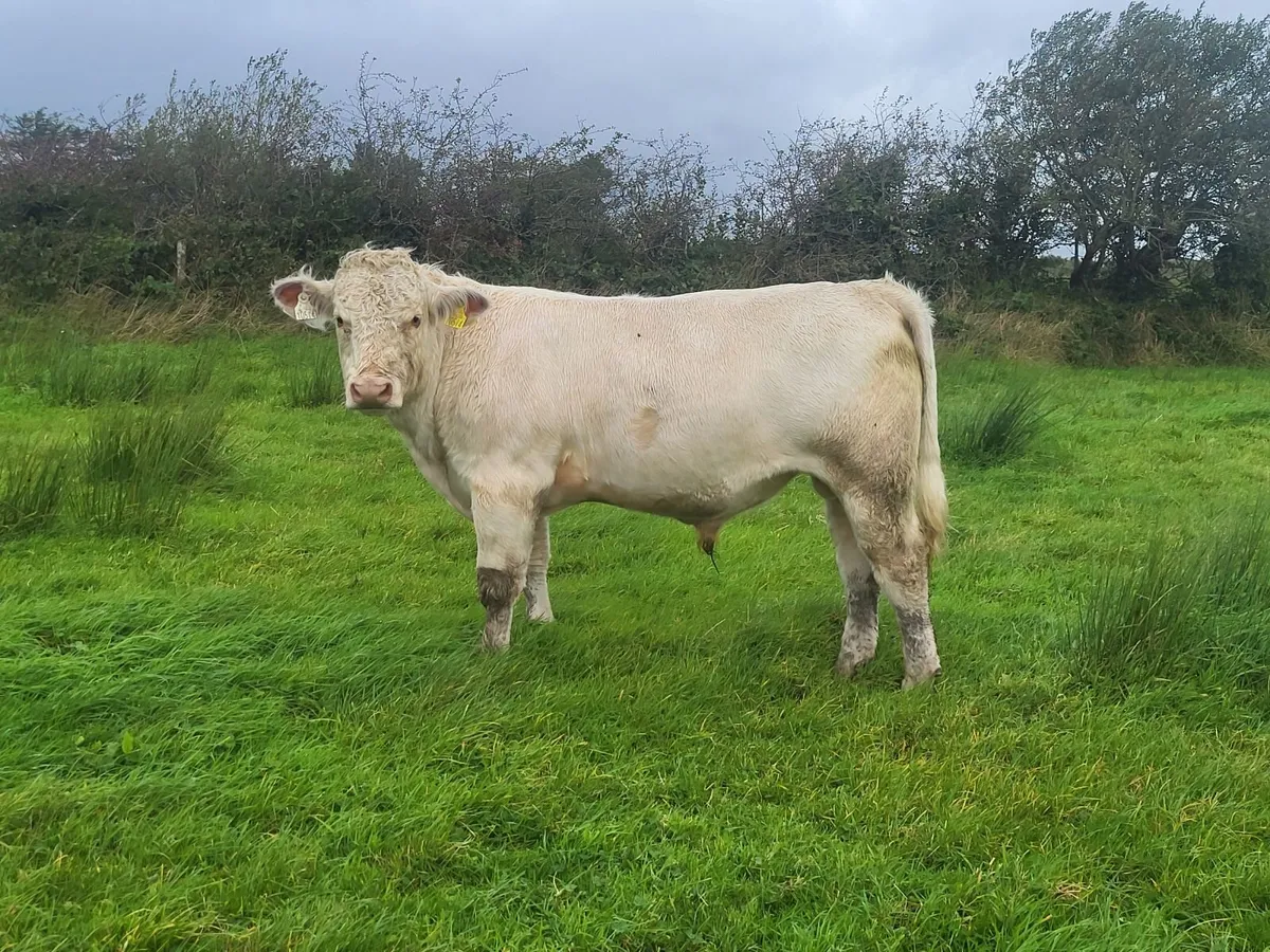 Traditional Shorthorn - Image 1