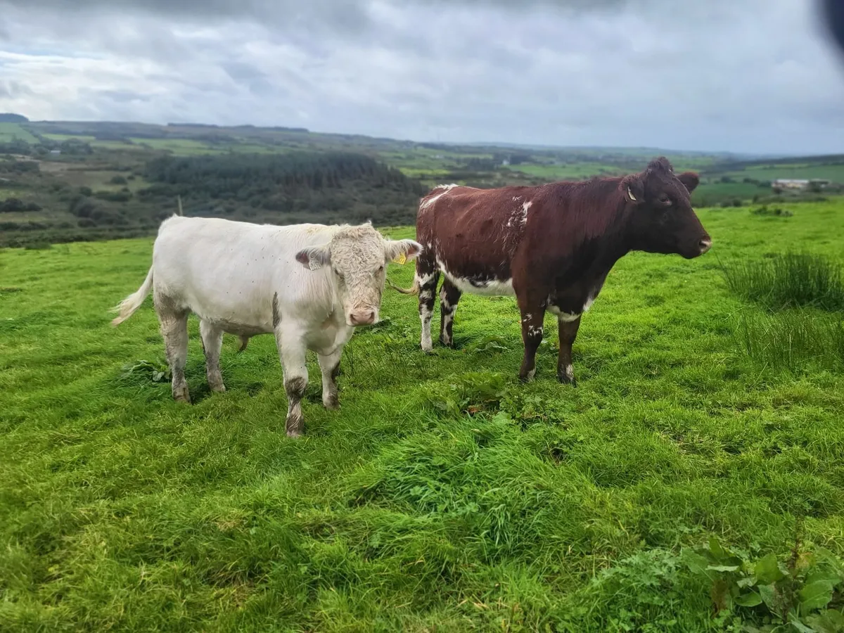 Traditional Shorthorn - Image 2