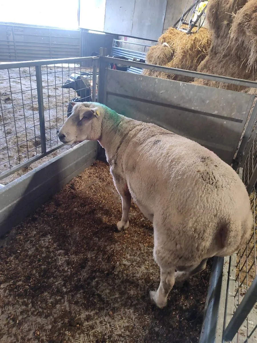 Pedigree Charollais SIS Ram - Image 4
