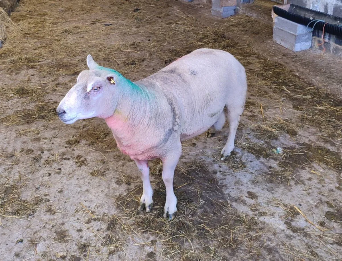 Pedigree Charollais SIS Ram - Image 1