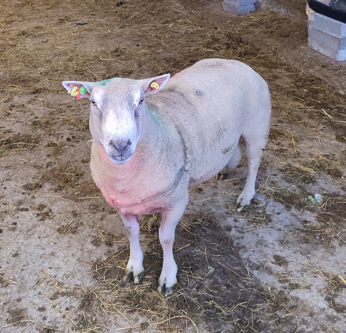 Pedigree Charollais SIS Ram - Image 2