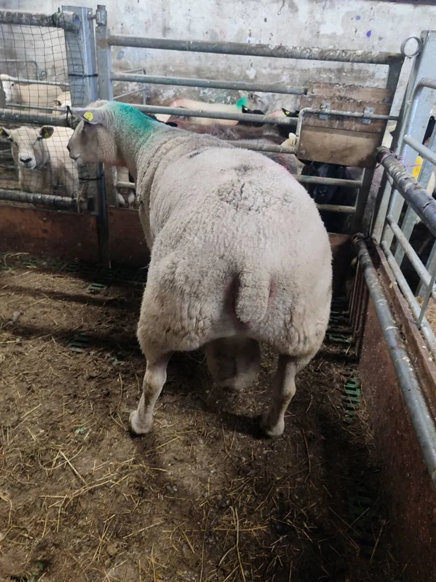 Pedigree Charollais SIS Ram - Image 3