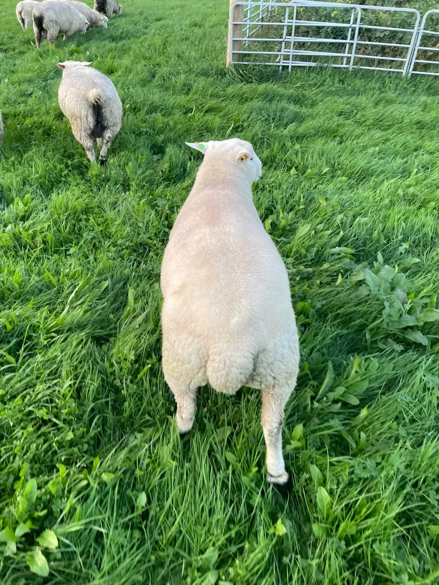 Pedigree Non Registered Hogget Ram - Image 3