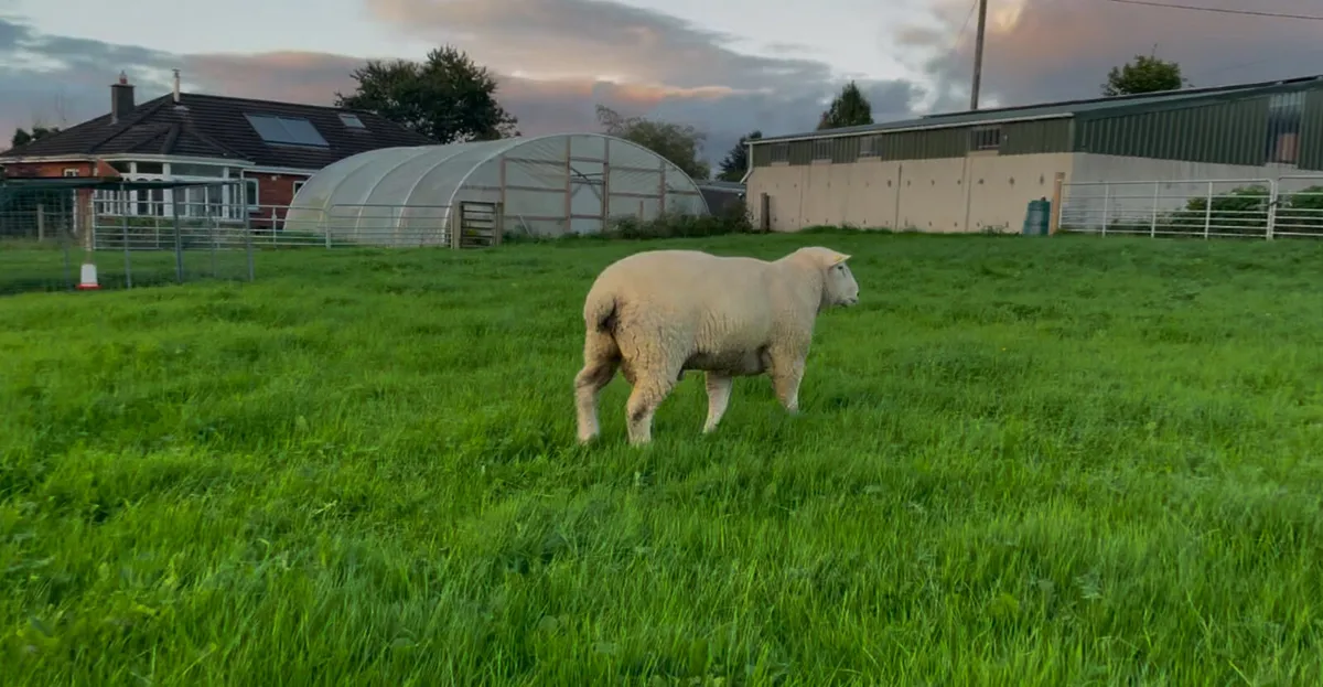 Pedigree Non Registered Hogget Ram - Image 4