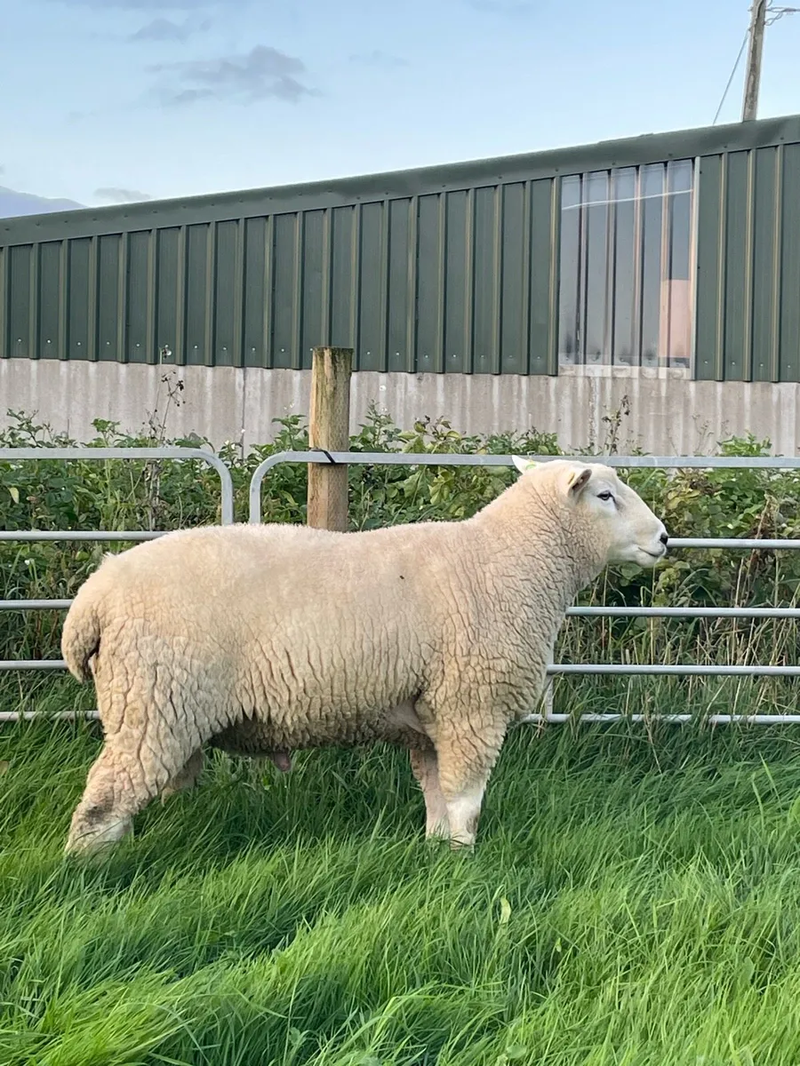 Pedigree Non Registered Hogget Ram - Image 1
