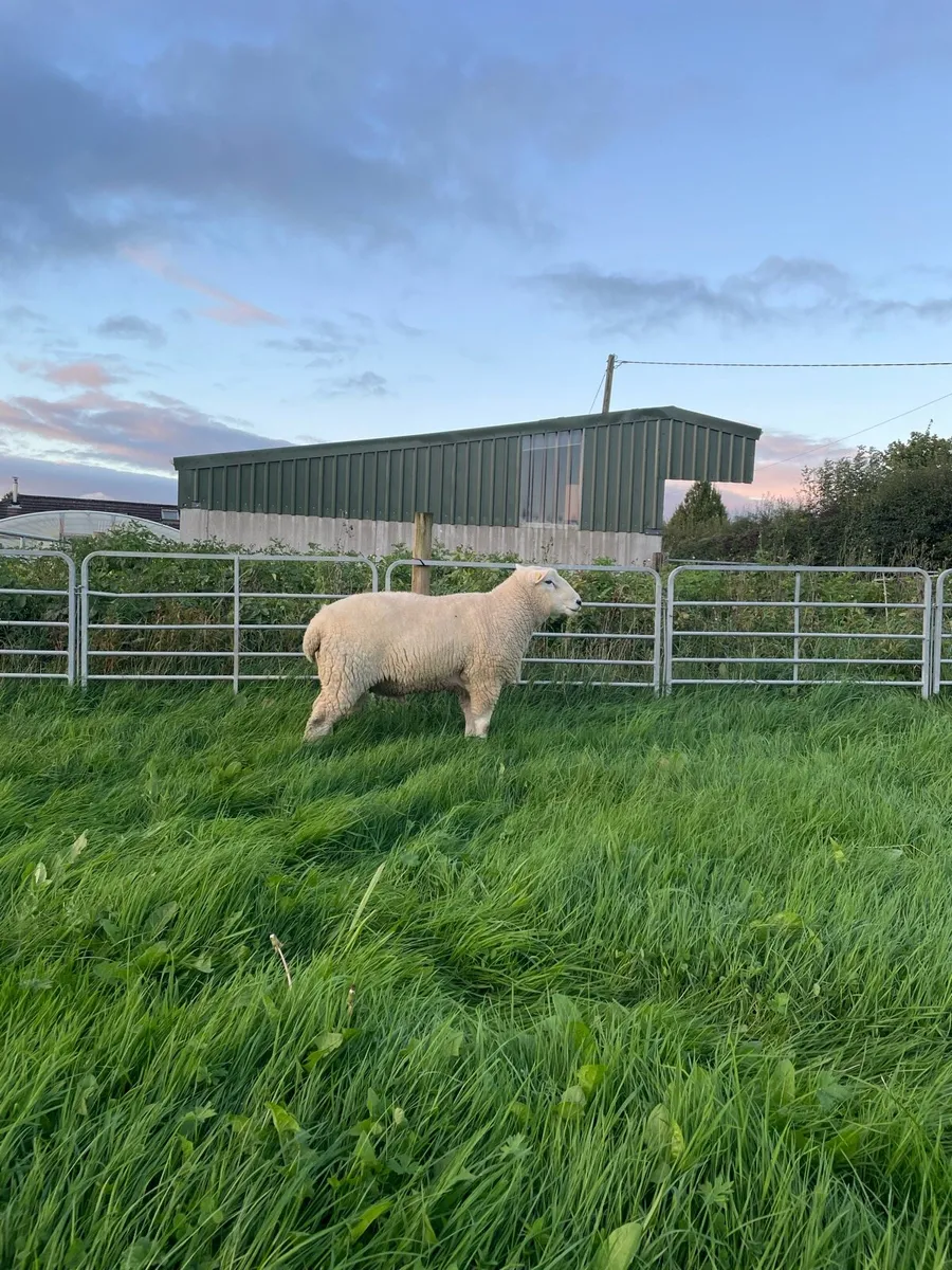 Pedigree Non Registered Hogget Ram - Image 2