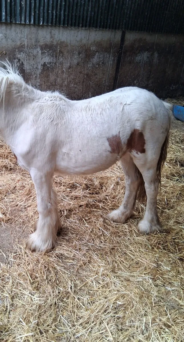Horse - Image 1