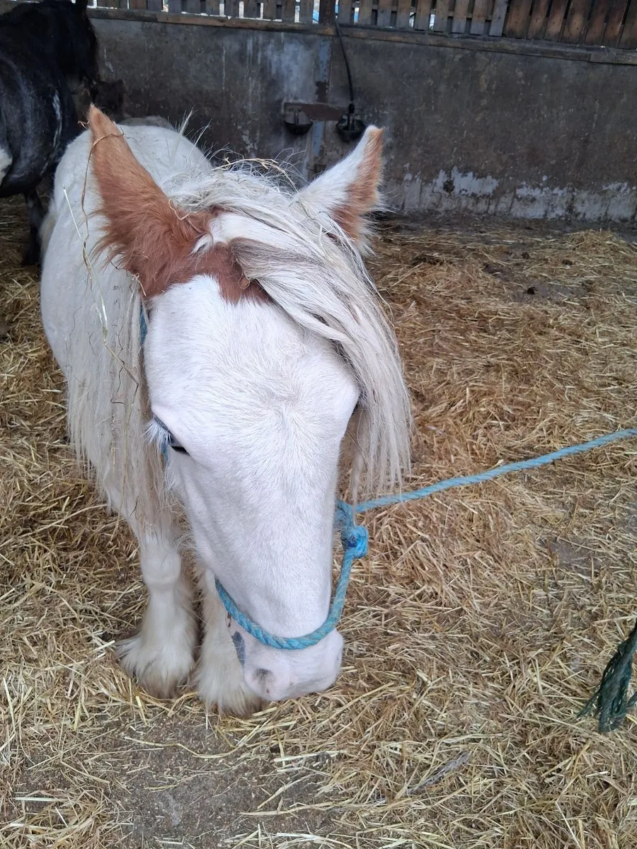 Horse - Image 2