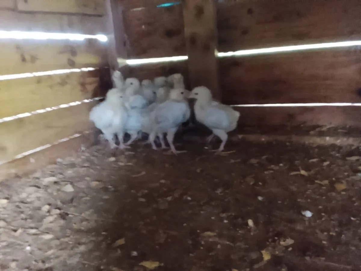 Pekin and Sussex chicks - Image 4