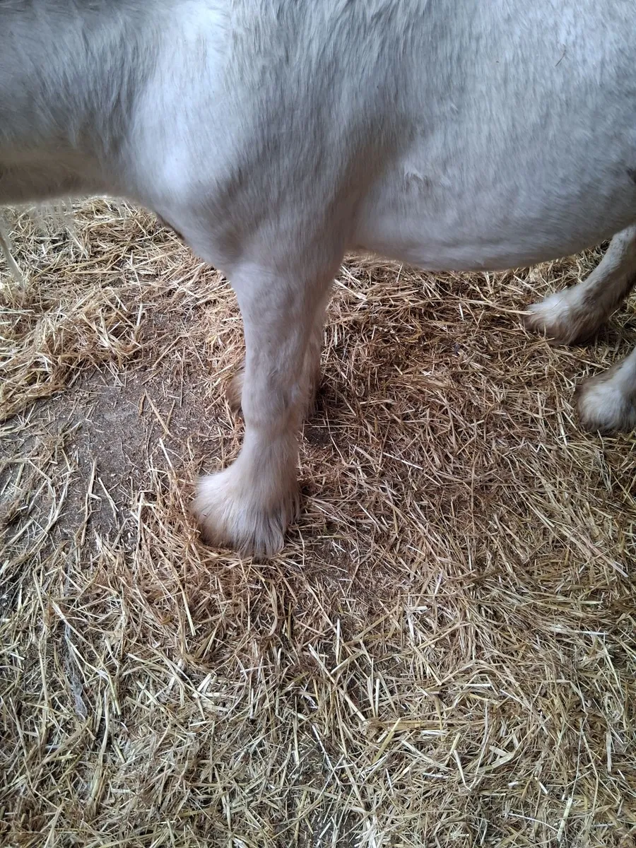 Horse - Image 4