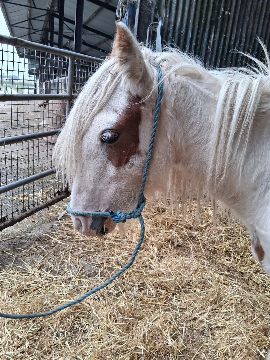 Horse - Image 3