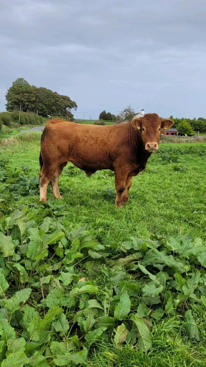 Limousin bull - Image 1