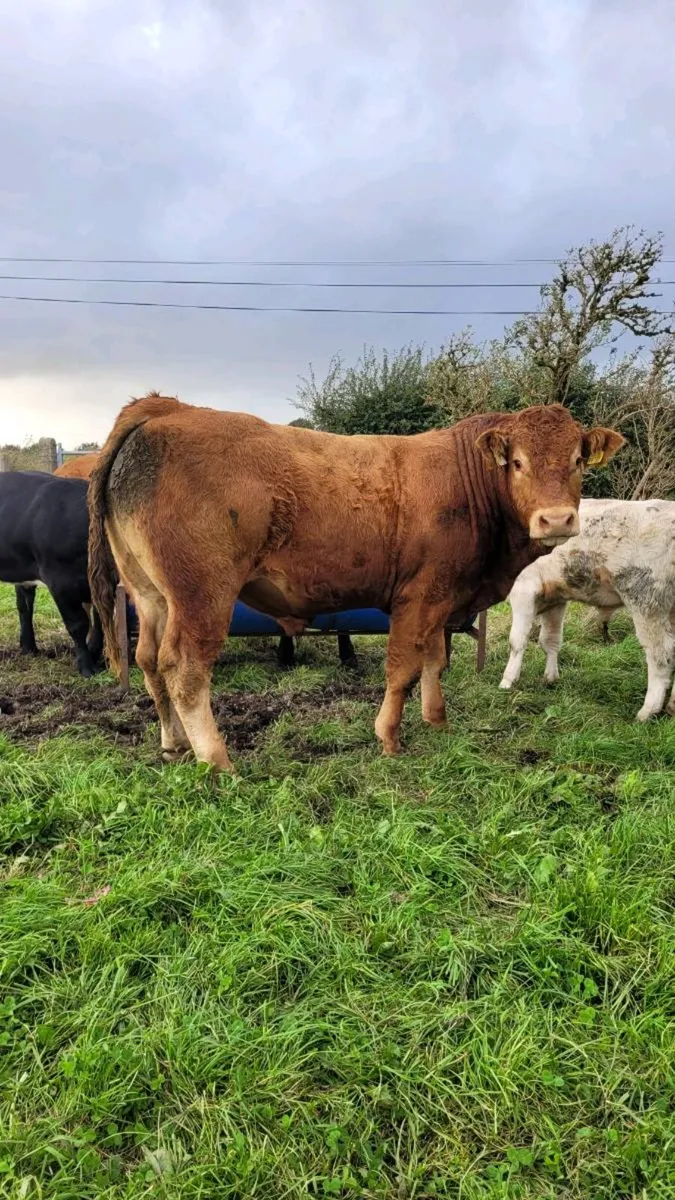 Limousin bull - Image 2