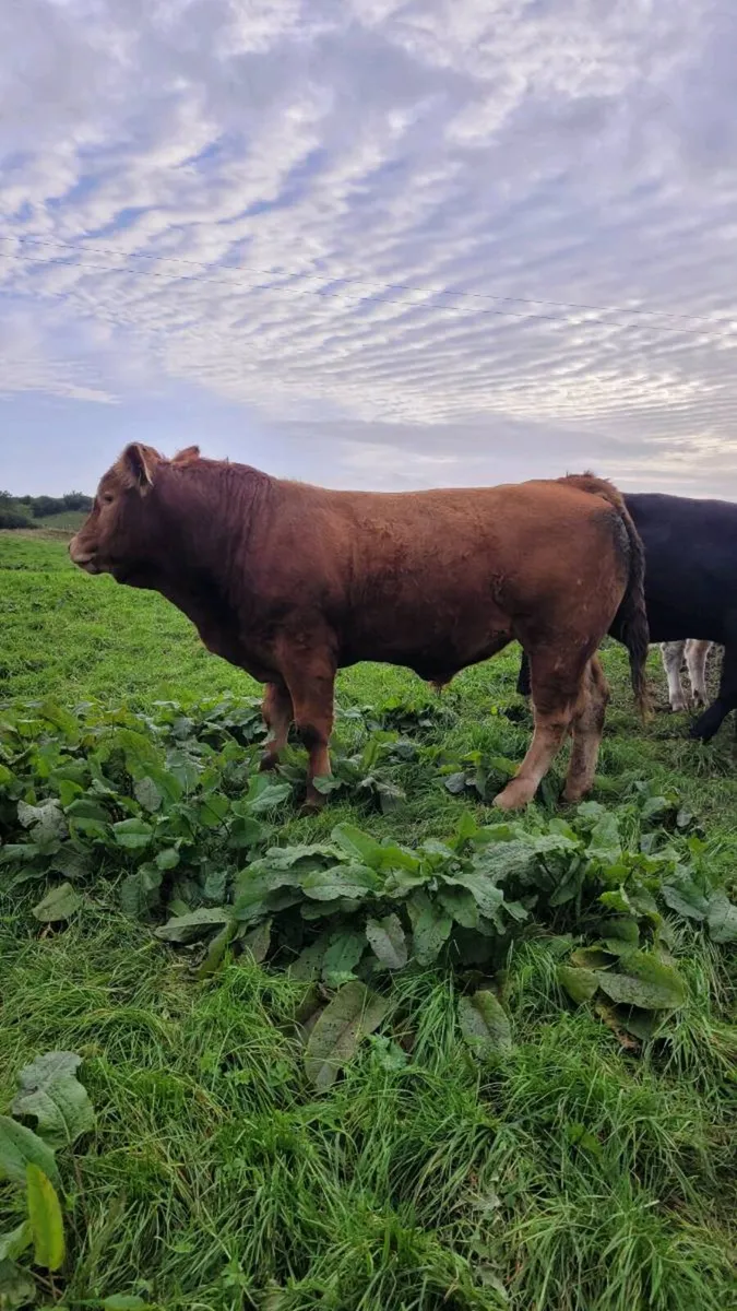 Limousin bull - Image 3