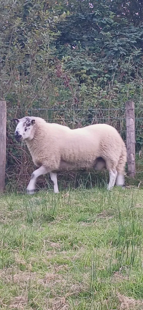 💫Brockie rams💫 - Image 2