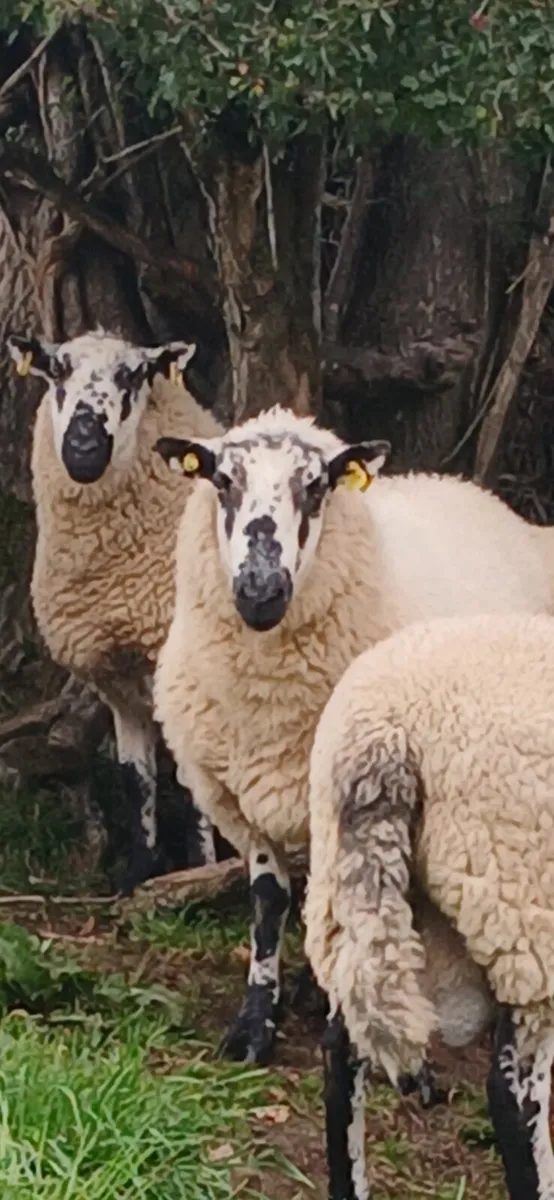💫Brockie rams💫 - Image 3