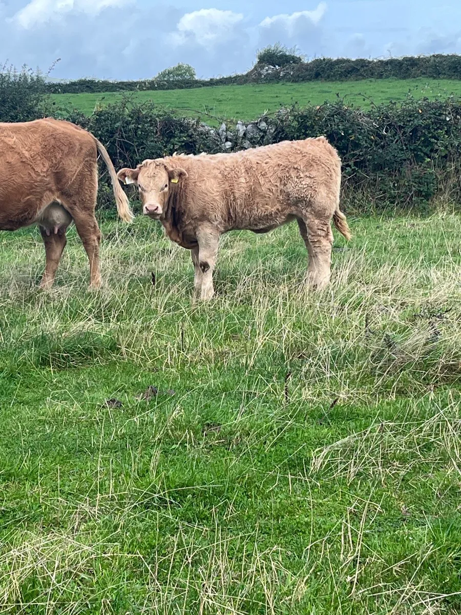 Organic Heifers - Image 4