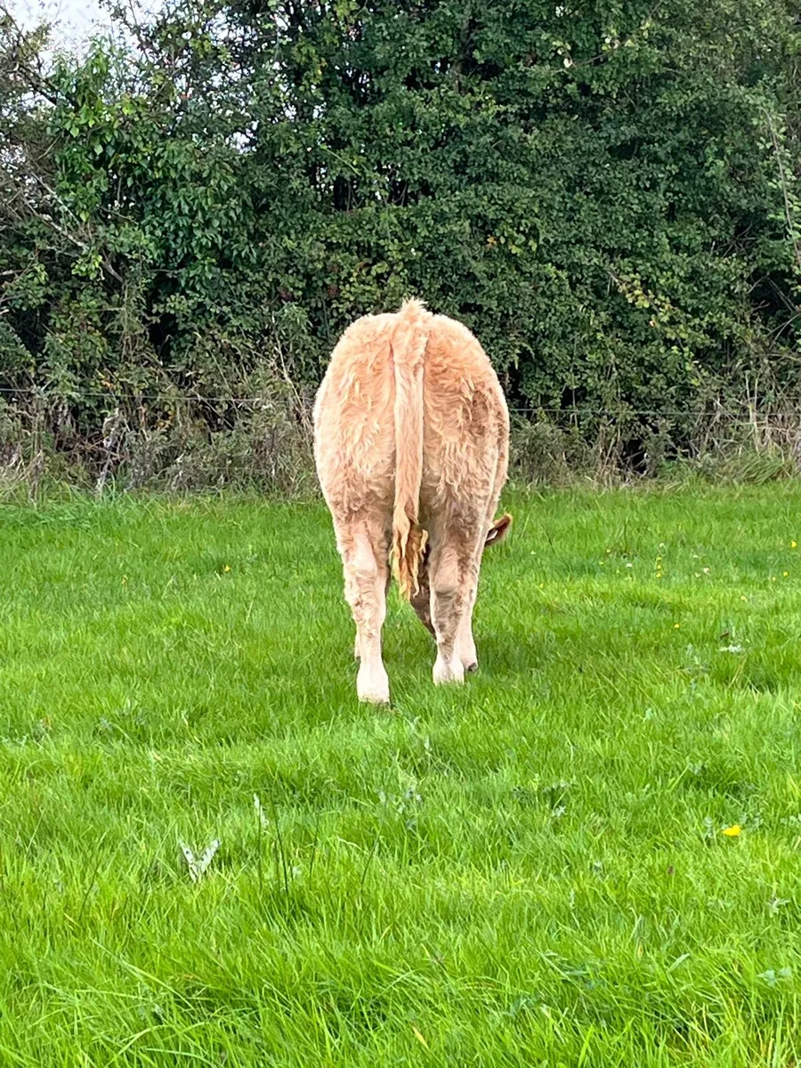 Organic Heifers - Image 2