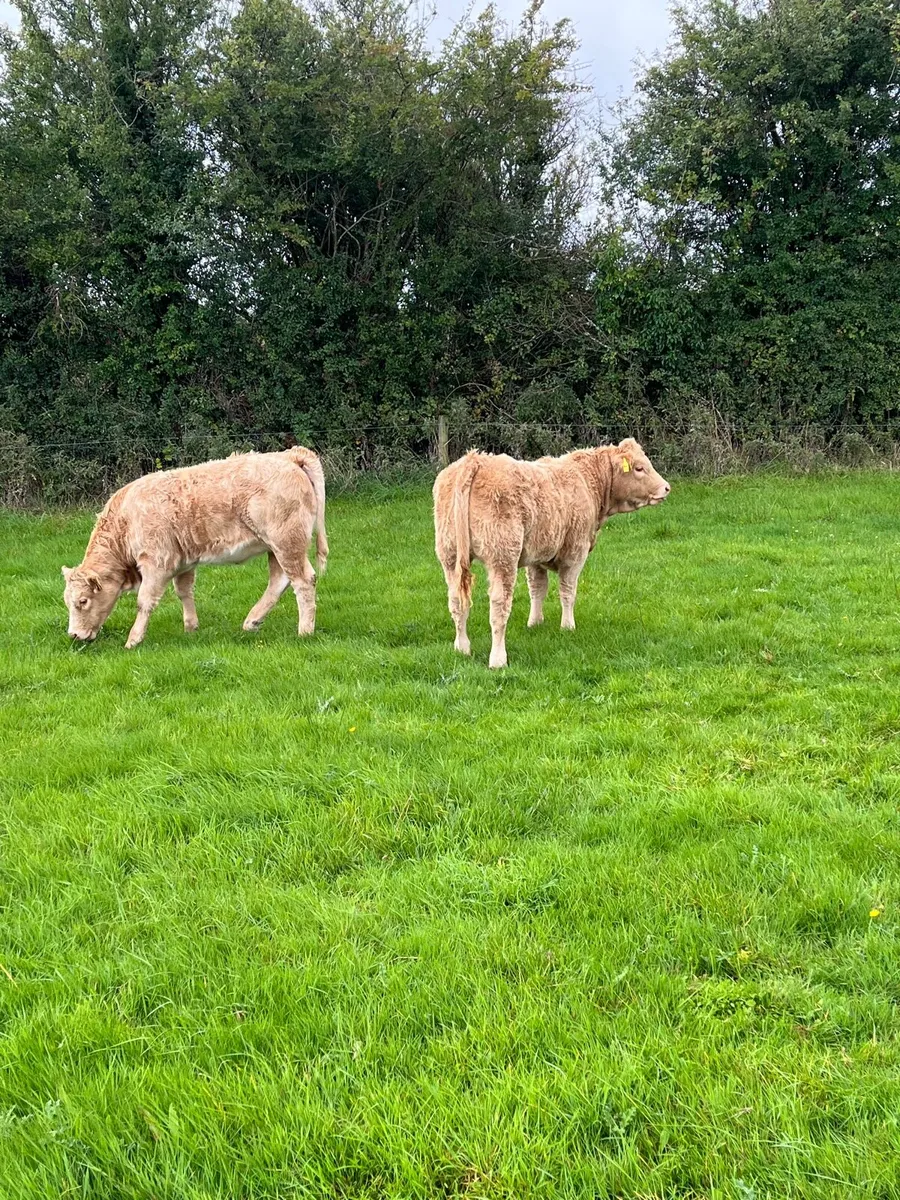 Organic Heifers - Image 3