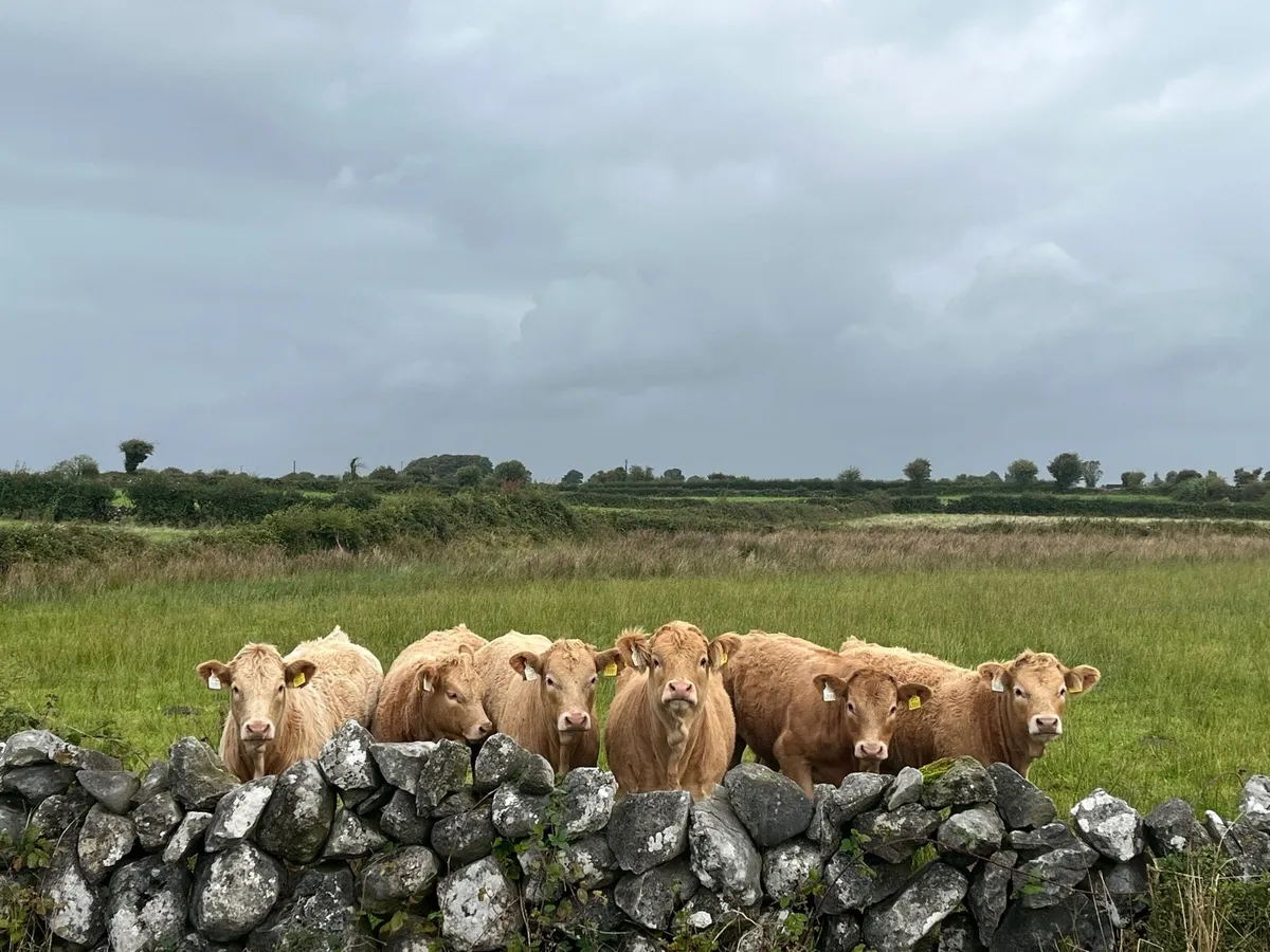 Organic Heifers - Image 1