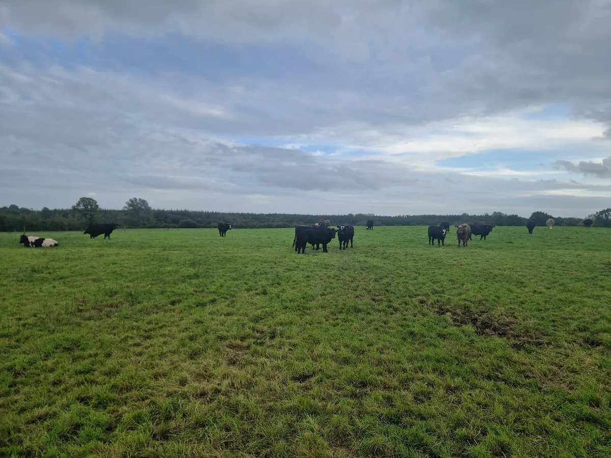 Organic cattle