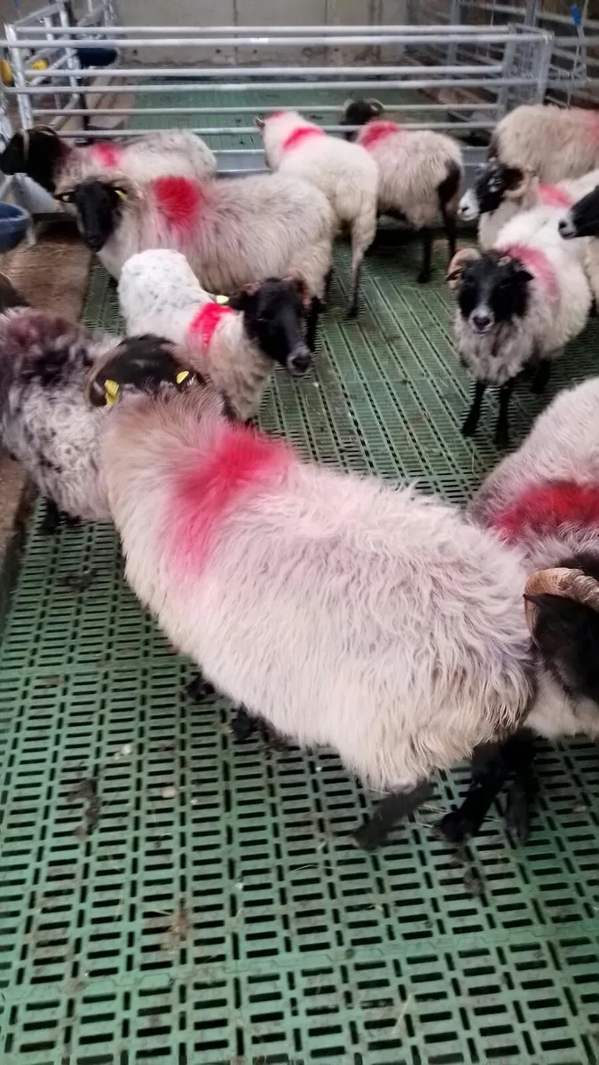 ** Broken Mouth Mayo Mountain Ewes ** - Image 4
