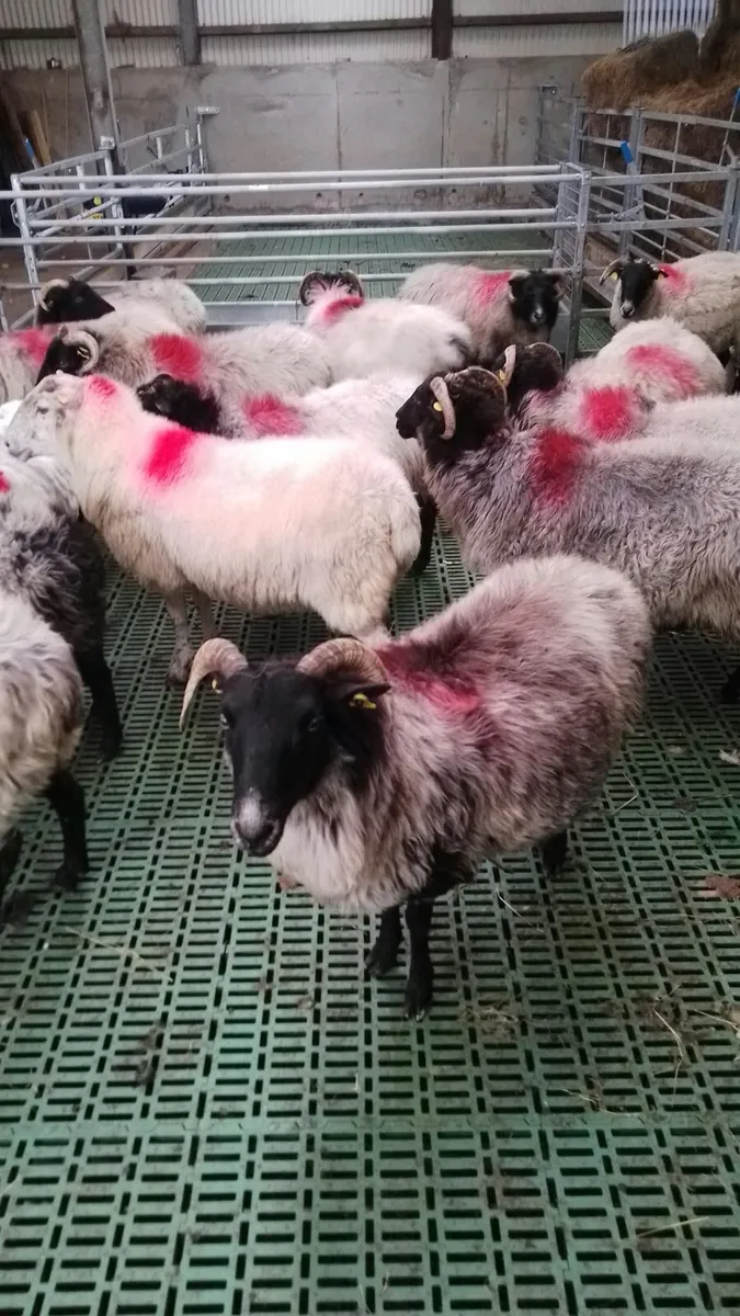 ** Broken Mouth Mayo Mountain Ewes ** - Image 2