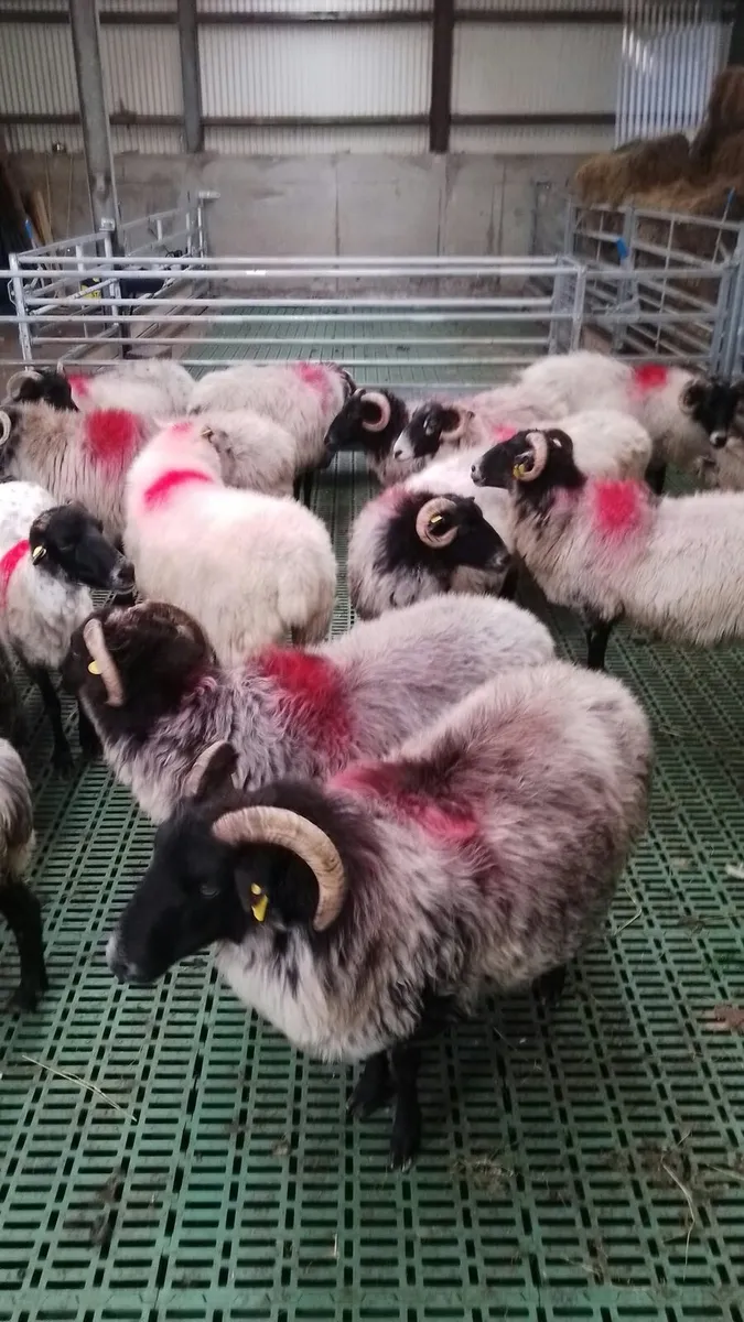 ** Broken Mouth Mayo Mountain Ewes ** - Image 3