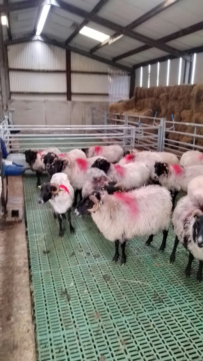 ** Broken Mouth Mayo Mountain Ewes ** - Image 1