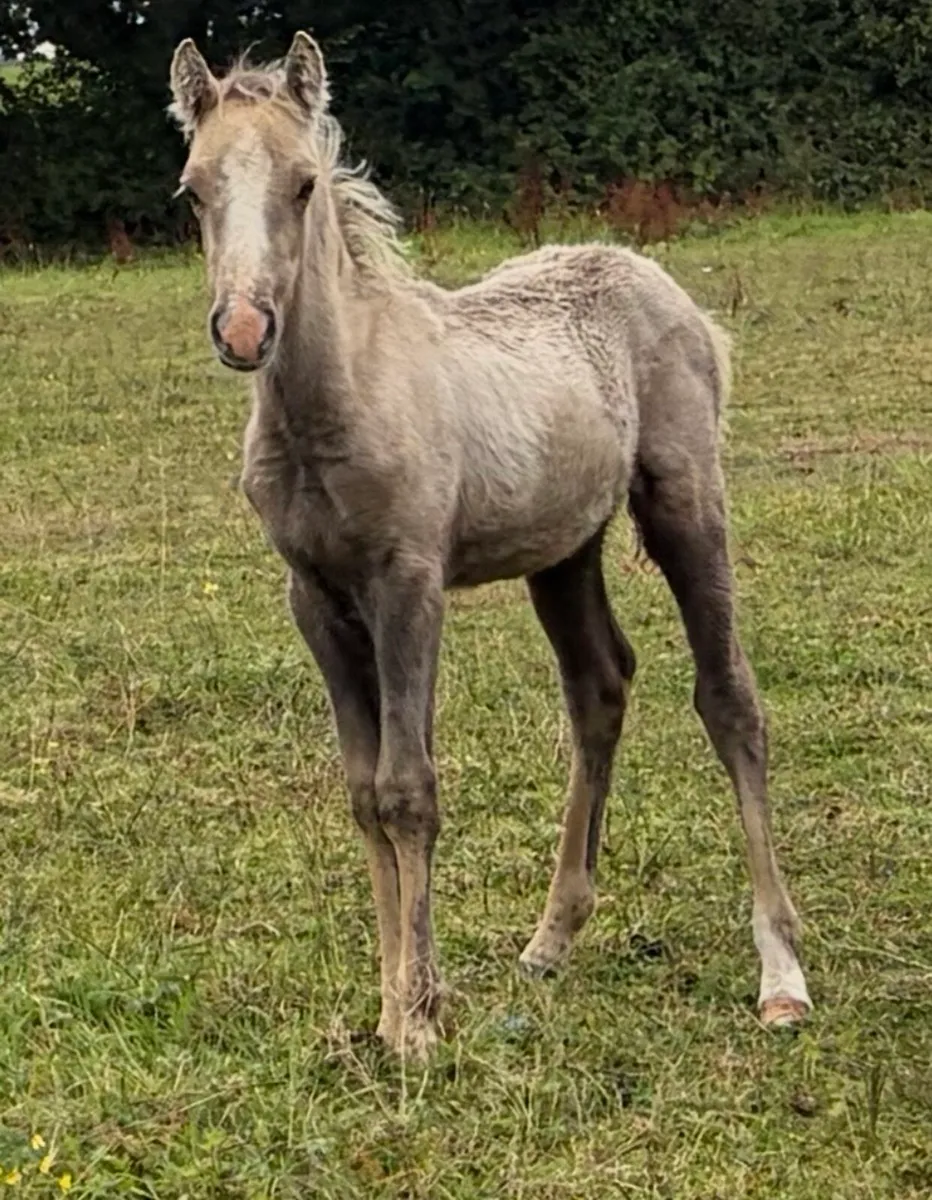 Palomino pony colt foal - Image 1