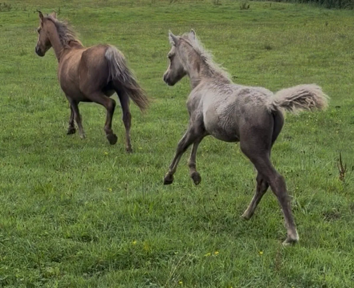 Palomino pony colt foal - Image 4
