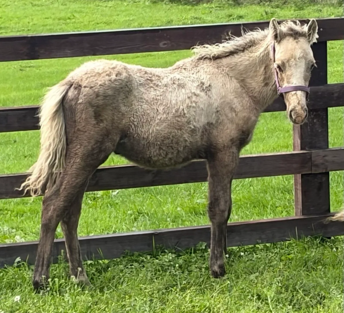 Palomino pony colt foal - Image 2