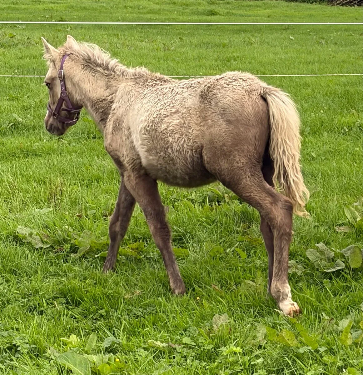 Palomino pony colt foal - Image 3