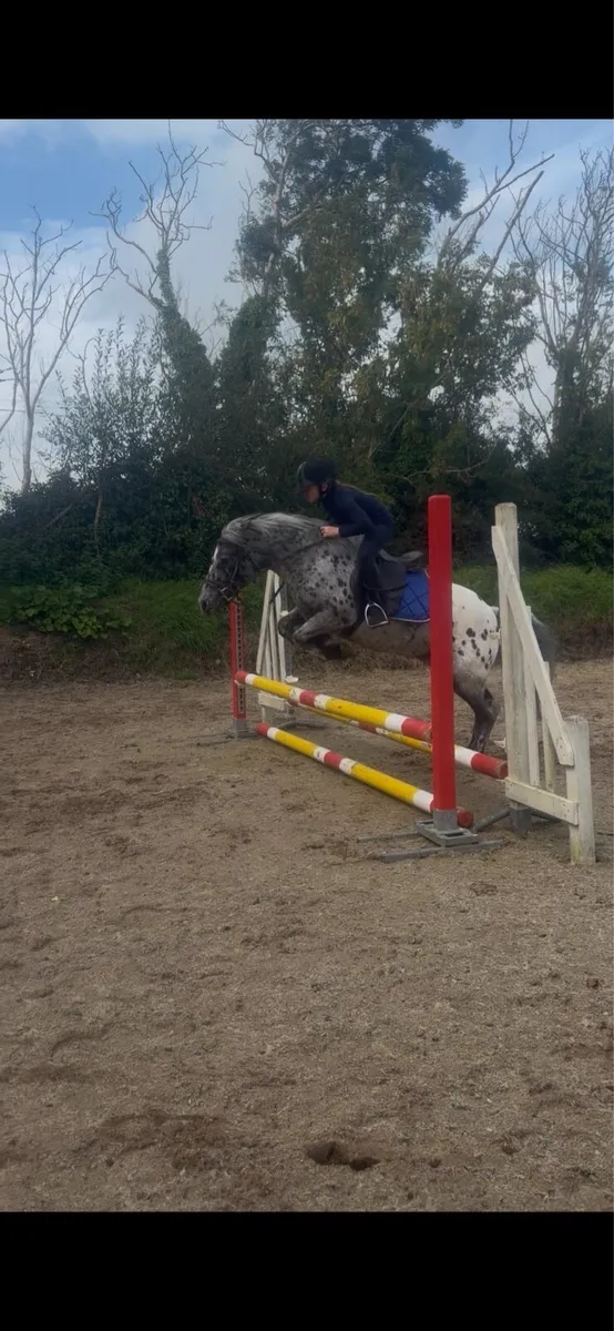 Pony - Image 1