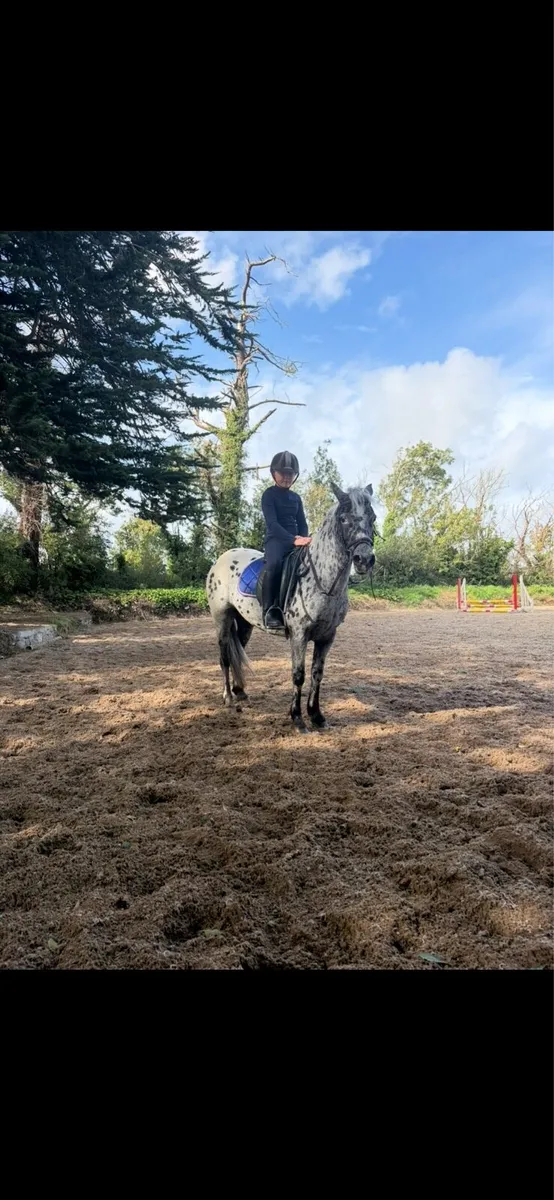 Pony - Image 4