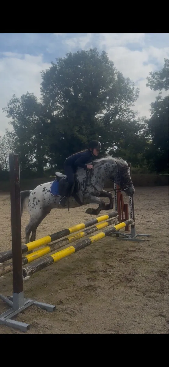 Pony - Image 2