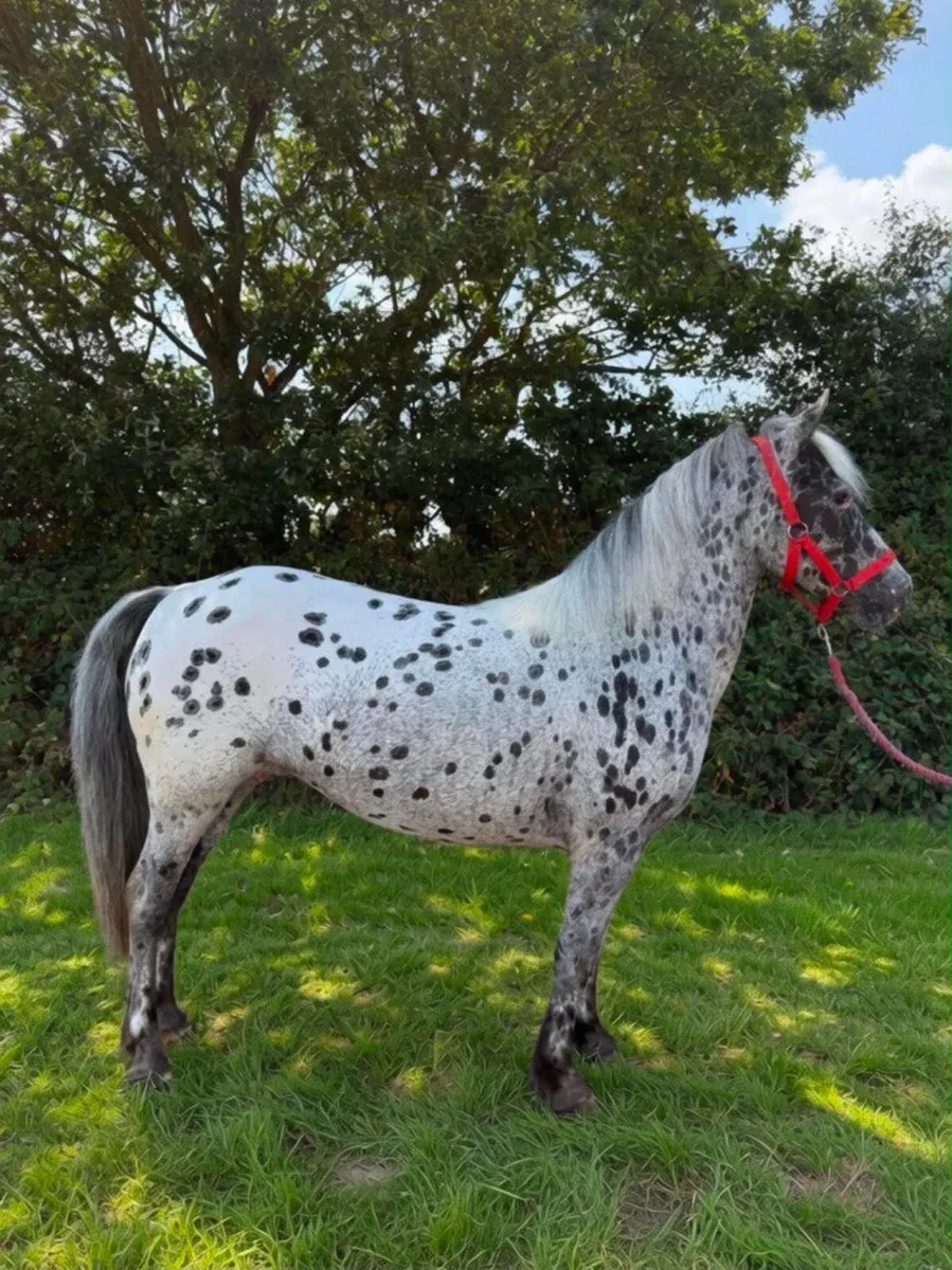 Pony - Image 3