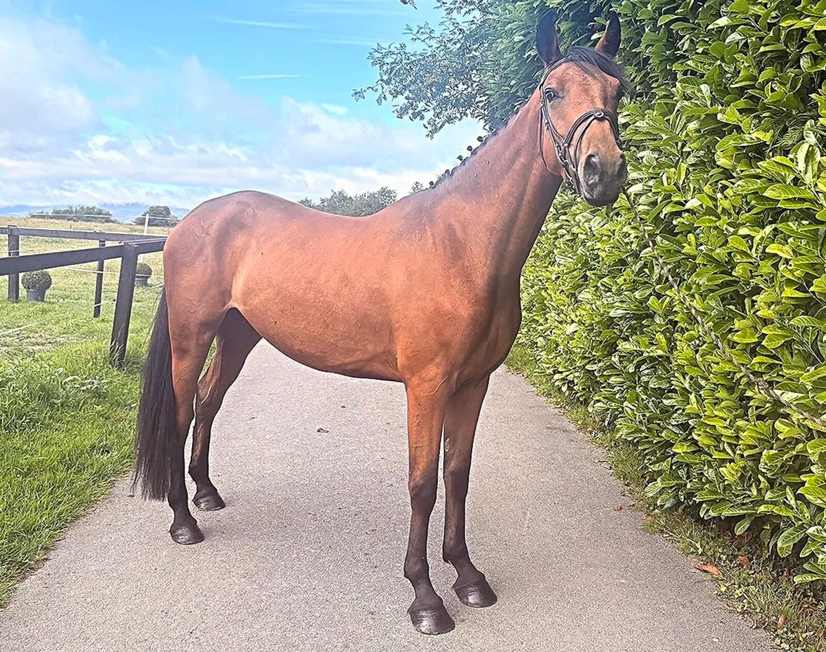 Vivant 3 year old
