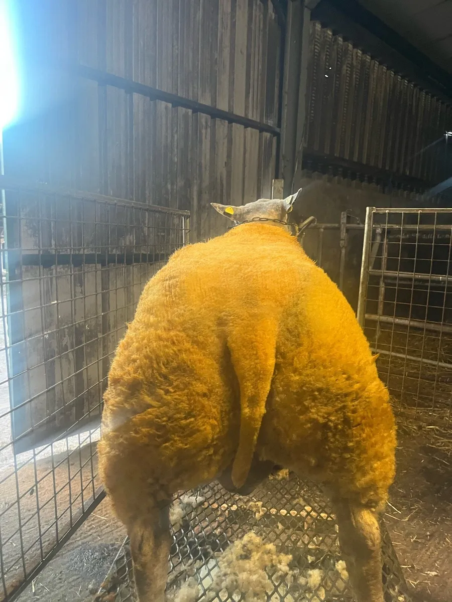 4 unreal hibrid ram lambs 💥💥💥 - Image 1