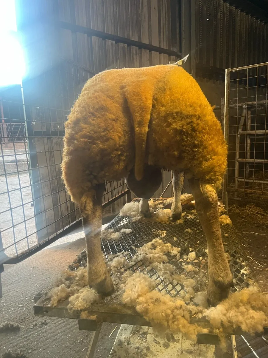 4 unreal hibrid ram lambs 💥💥💥 - Image 2