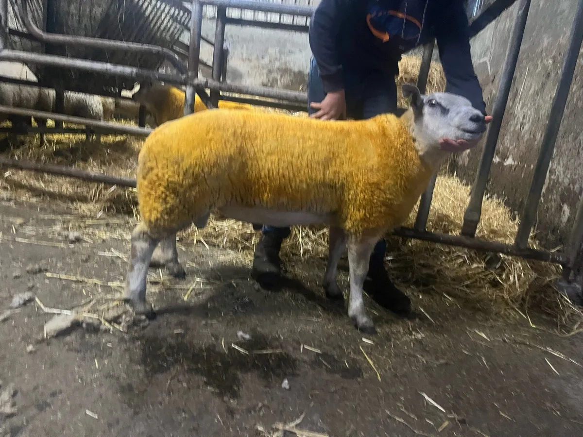 4 unreal hibrid ram lambs 💥💥💥 - Image 3