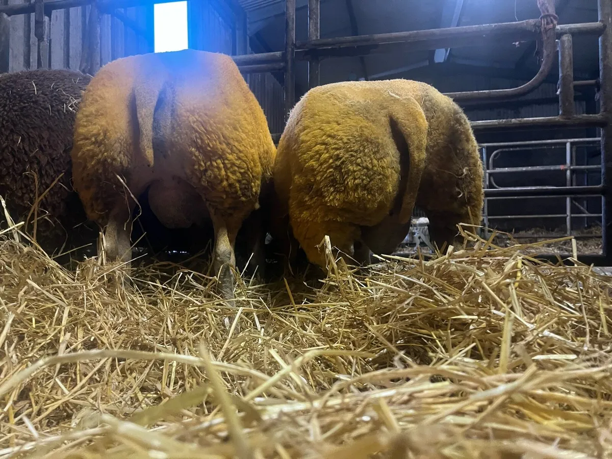 4 unreal hibrid ram lambs 💥💥💥 - Image 4