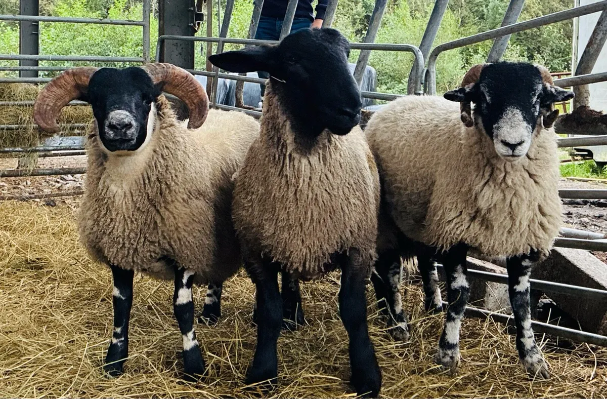 Ram Lambs - Image 1
