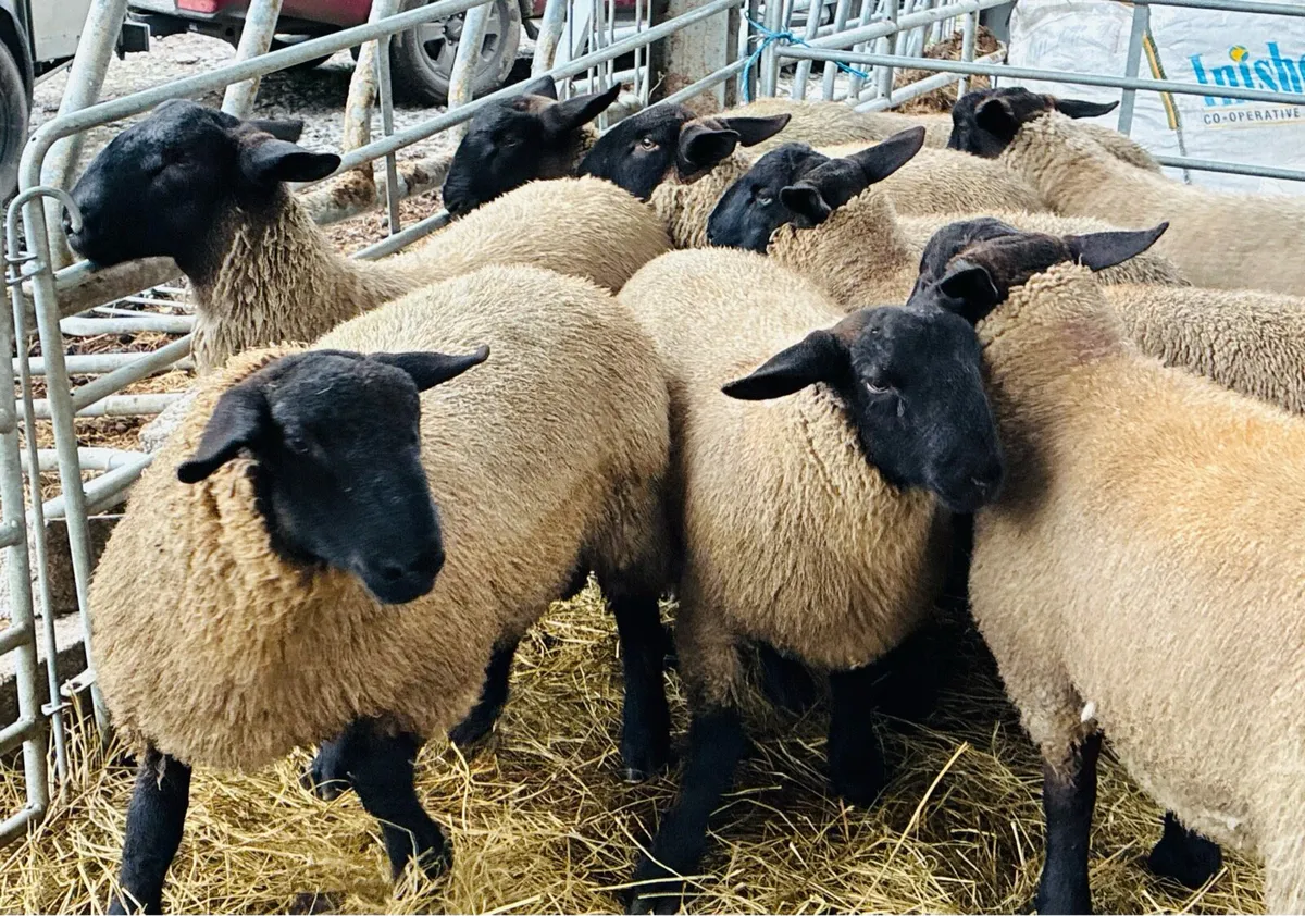 Ram Lambs - Image 3