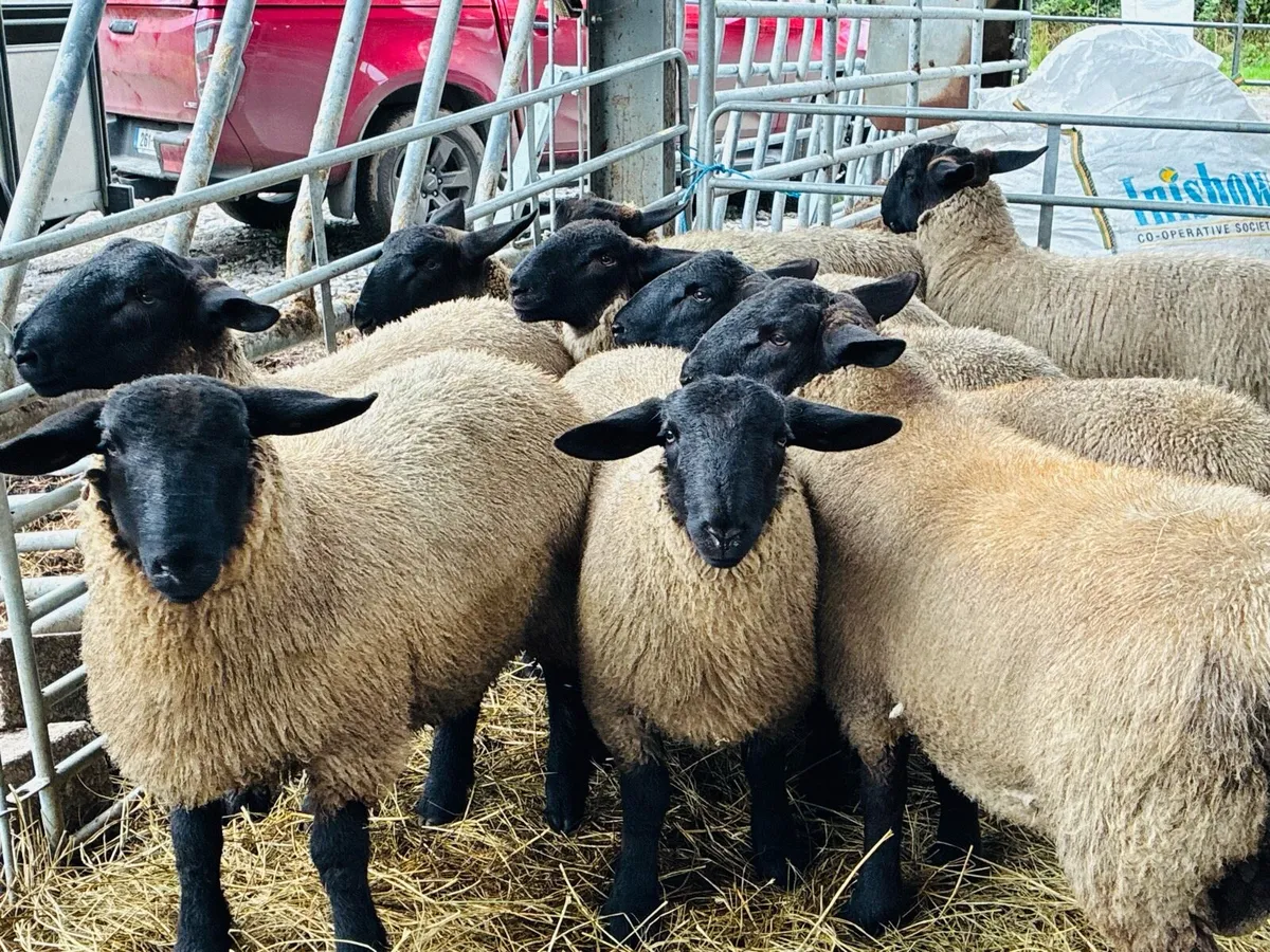 Ram Lambs - Image 2
