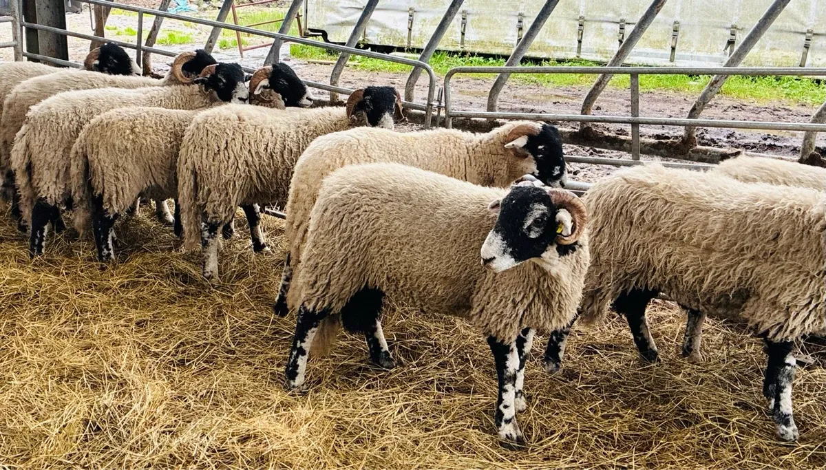 Ram Lambs - Image 4
