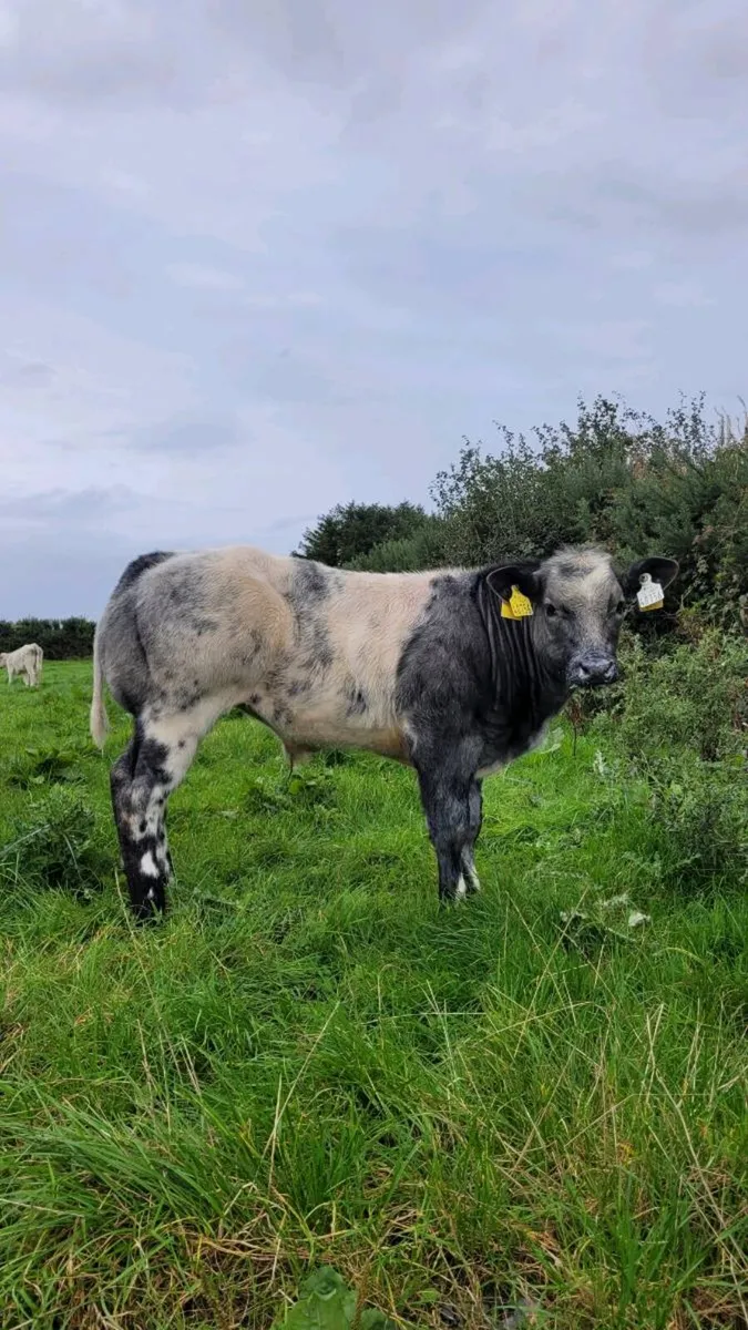 Pedigree belgian blue calf +recip cow - Image 2