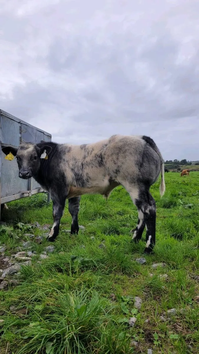 Pedigree belgian blue calf +recip cow - Image 3