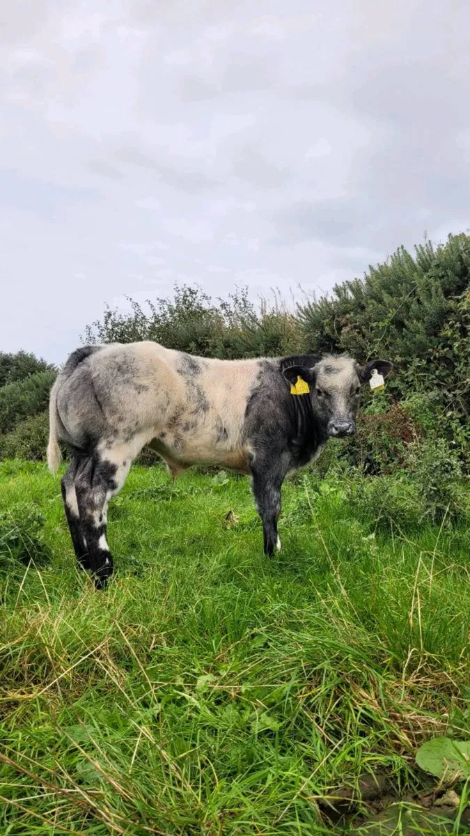 Pedigree belgian blue calf +recip cow - Image 4